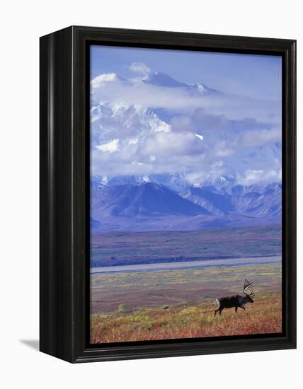 Caribou on Tundra Below Mt. McKinley-Paul Souders-Framed Premier Image Canvas