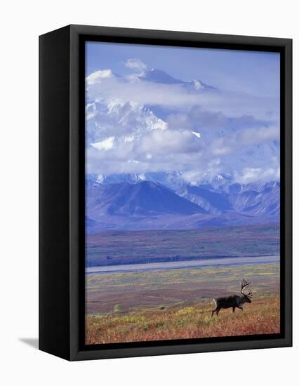 Caribou on Tundra Below Mt. McKinley-Paul Souders-Framed Premier Image Canvas