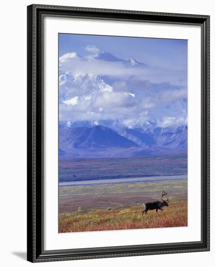 Caribou on Tundra Below Mt. McKinley-Paul Souders-Framed Photographic Print