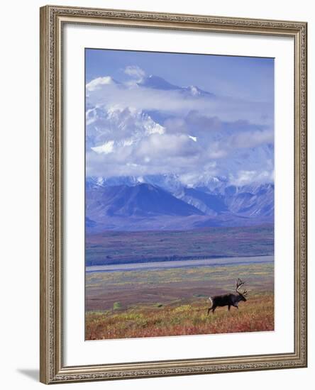 Caribou on Tundra Below Mt. McKinley-Paul Souders-Framed Photographic Print