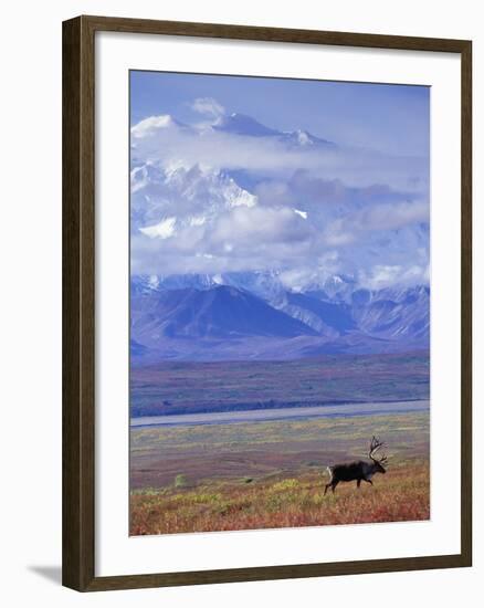 Caribou on Tundra Below Mt. McKinley-Paul Souders-Framed Photographic Print