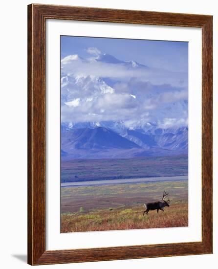 Caribou on Tundra Below Mt. McKinley-Paul Souders-Framed Photographic Print