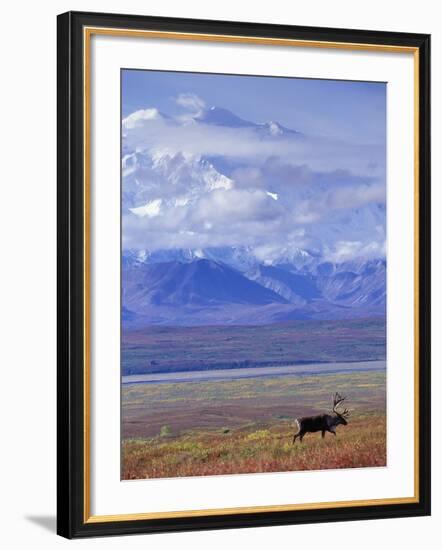 Caribou on Tundra Below Mt. McKinley-Paul Souders-Framed Photographic Print