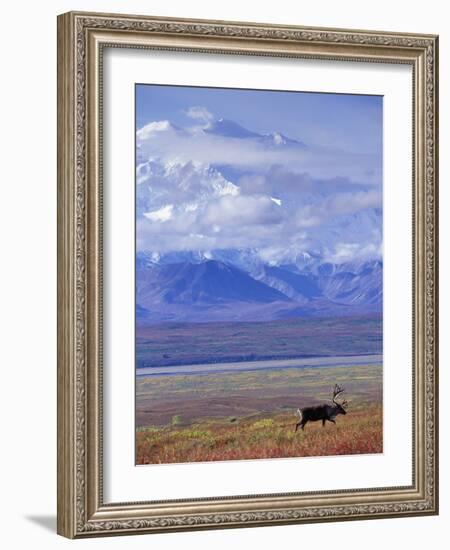 Caribou on Tundra Below Mt. McKinley-Paul Souders-Framed Photographic Print