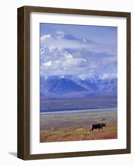 Caribou on Tundra Below Mt. McKinley-Paul Souders-Framed Photographic Print