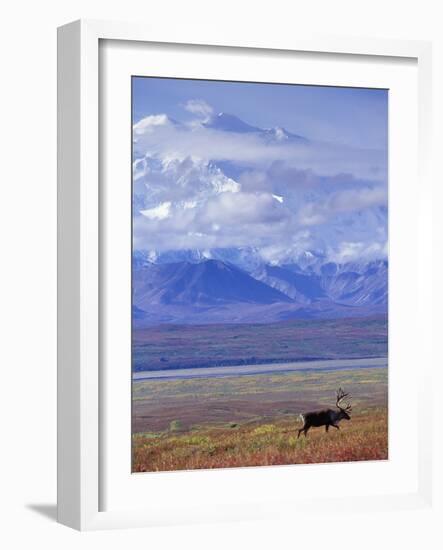 Caribou on Tundra Below Mt. McKinley-Paul Souders-Framed Photographic Print