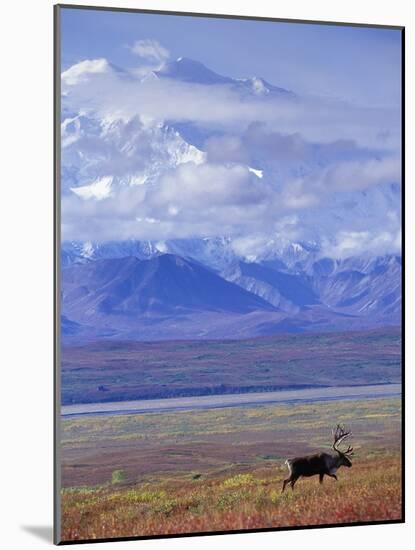 Caribou on Tundra Below Mt. McKinley-Paul Souders-Mounted Photographic Print