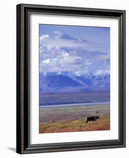 Caribou on Tundra Below Mt. McKinley-Paul Souders-Framed Photographic Print