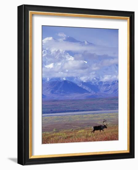 Caribou on Tundra Below Mt. McKinley-Paul Souders-Framed Photographic Print