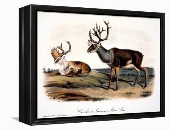 Caribou (Rangifer Caribou)-John Woodhouse Audubon-Framed Premier Image Canvas