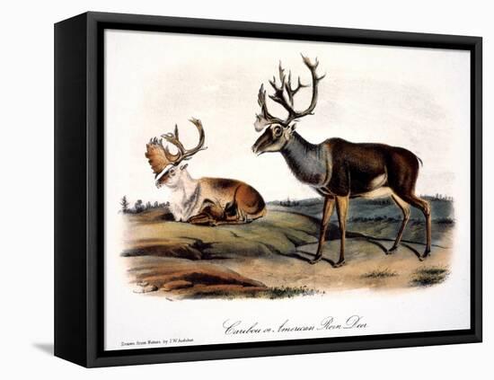 Caribou (Rangifer Caribou)-John Woodhouse Audubon-Framed Premier Image Canvas