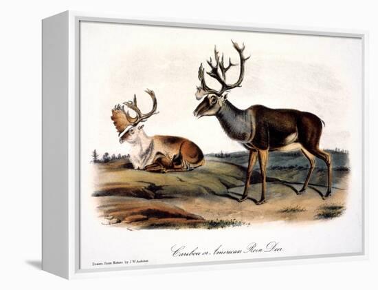 Caribou (Rangifer Caribou)-John Woodhouse Audubon-Framed Premier Image Canvas