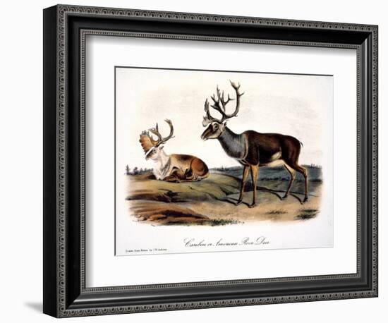 Caribou (Rangifer Caribou)-John Woodhouse Audubon-Framed Giclee Print