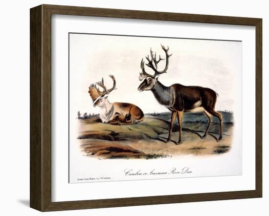 Caribou (Rangifer Caribou)-John Woodhouse Audubon-Framed Giclee Print