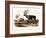 Caribou (Rangifer Caribou)-John Woodhouse Audubon-Framed Giclee Print