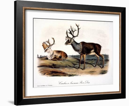 Caribou (Rangifer Caribou)-John Woodhouse Audubon-Framed Giclee Print