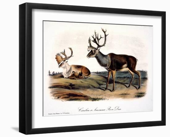 Caribou (Rangifer Caribou)-John Woodhouse Audubon-Framed Giclee Print