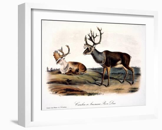 Caribou (Rangifer Caribou)-John Woodhouse Audubon-Framed Giclee Print