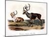 Caribou (Rangifer Caribou)-John Woodhouse Audubon-Mounted Giclee Print