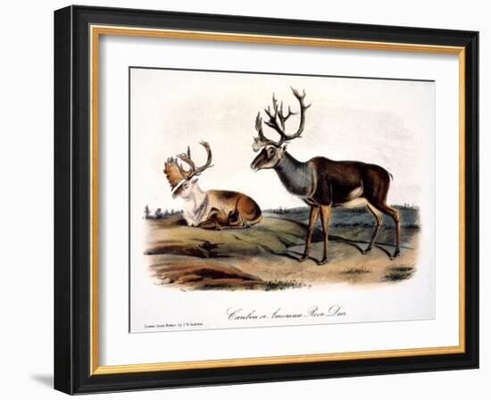 Caribou (Rangifer Caribou)-John Woodhouse Audubon-Framed Giclee Print