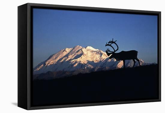 Caribou Wildlife, Mt McKinley, Denali National Park and Preserve, Alaska, USA-Hugh Rose-Framed Premier Image Canvas