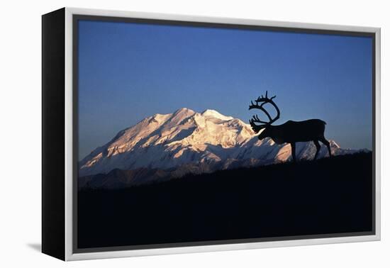 Caribou Wildlife, Mt McKinley, Denali National Park and Preserve, Alaska, USA-Hugh Rose-Framed Premier Image Canvas