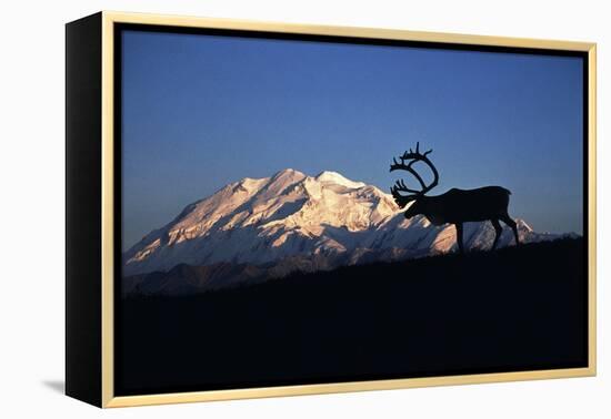 Caribou Wildlife, Mt McKinley, Denali National Park and Preserve, Alaska, USA-Hugh Rose-Framed Premier Image Canvas