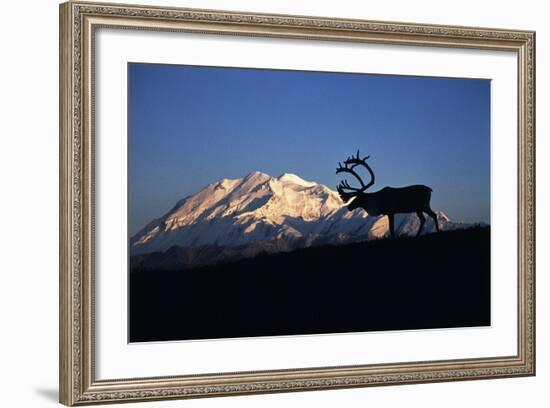 Caribou Wildlife, Mt McKinley, Denali National Park and Preserve, Alaska, USA-Hugh Rose-Framed Photographic Print