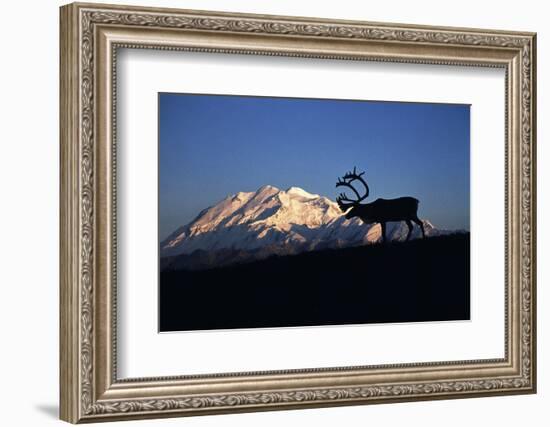 Caribou Wildlife, Mt McKinley, Denali National Park and Preserve, Alaska, USA-Hugh Rose-Framed Photographic Print