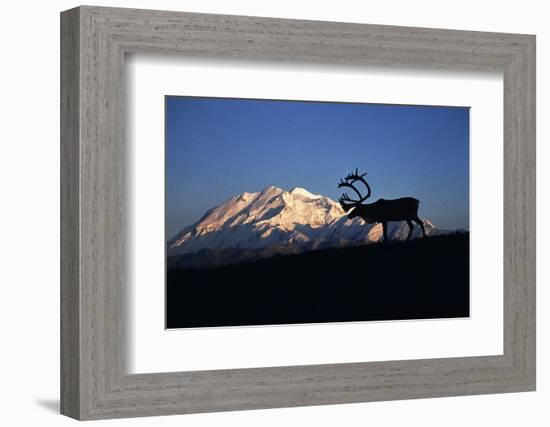 Caribou Wildlife, Mt McKinley, Denali National Park and Preserve, Alaska, USA-Hugh Rose-Framed Photographic Print