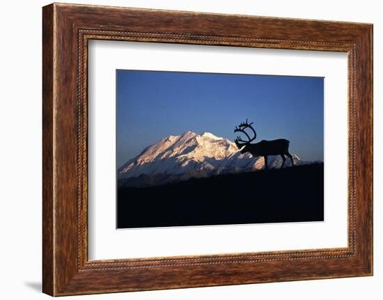 Caribou Wildlife, Mt McKinley, Denali National Park and Preserve, Alaska, USA-Hugh Rose-Framed Photographic Print