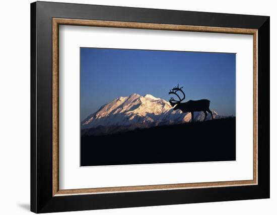 Caribou Wildlife, Mt McKinley, Denali National Park and Preserve, Alaska, USA-Hugh Rose-Framed Photographic Print