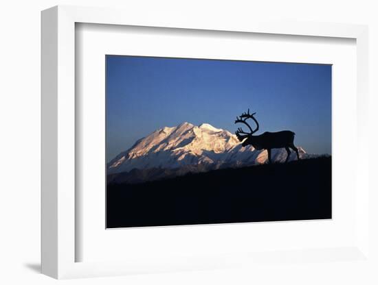 Caribou Wildlife, Mt McKinley, Denali National Park and Preserve, Alaska, USA-Hugh Rose-Framed Photographic Print