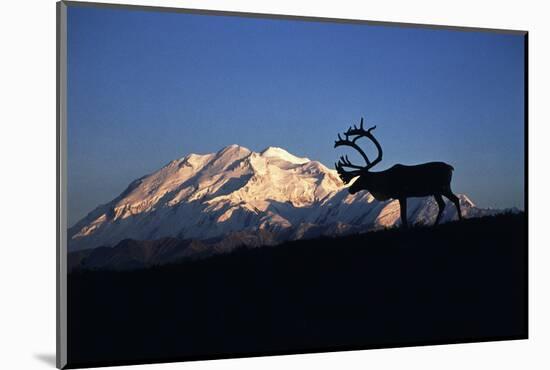 Caribou Wildlife, Mt McKinley, Denali National Park and Preserve, Alaska, USA-Hugh Rose-Mounted Photographic Print