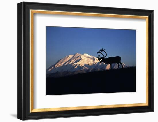 Caribou Wildlife, Mt McKinley, Denali National Park and Preserve, Alaska, USA-Hugh Rose-Framed Photographic Print