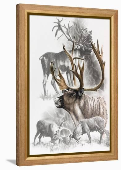 Caribou-Barbara Keith-Framed Premier Image Canvas