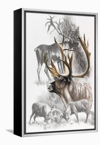 Caribou-Barbara Keith-Framed Premier Image Canvas