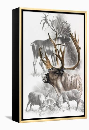 Caribou-Barbara Keith-Framed Premier Image Canvas