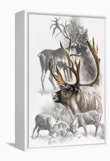 Caribou-Barbara Keith-Framed Premier Image Canvas