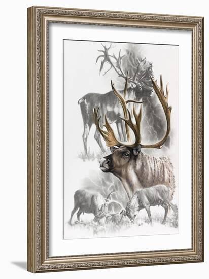 Caribou-Barbara Keith-Framed Giclee Print