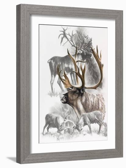 Caribou-Barbara Keith-Framed Giclee Print