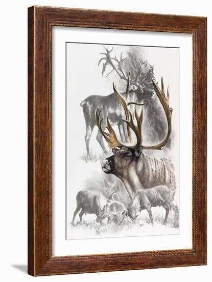 Caribou-Barbara Keith-Framed Giclee Print