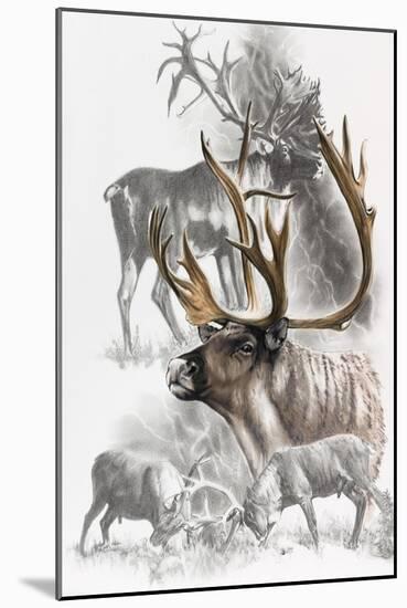 Caribou-Barbara Keith-Mounted Giclee Print