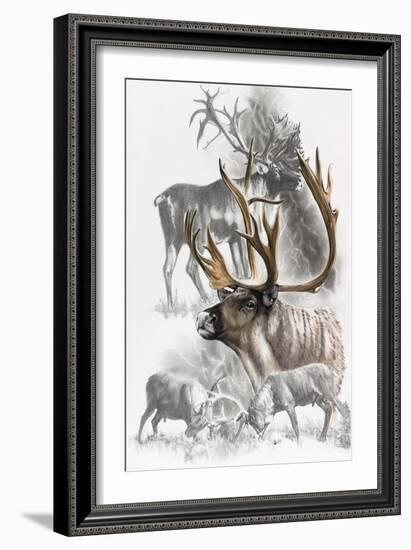 Caribou-Barbara Keith-Framed Giclee Print