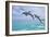 Carillon Beach, Florida - Jumping Dolphins-Lantern Press-Framed Art Print
