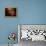 Carina Nebula-Stocktrek Images-Framed Premier Image Canvas displayed on a wall