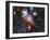 Carina Nebula-Stocktrek-Framed Photographic Print