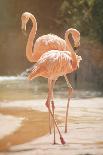 Flamingo Daydreams-Carina Okula-Giclee Print