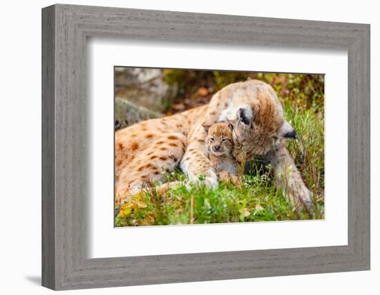 Caring Lynx Mother and Her Cute Young Cub in the Grass-kjekol-Framed Photographic Print