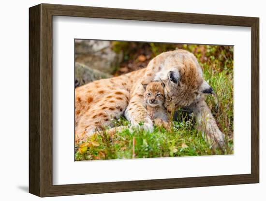 Caring Lynx Mother and Her Cute Young Cub in the Grass-kjekol-Framed Photographic Print